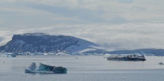 #MAGALLANES Lapas antárticas no sobrevivirían al aumento de temperatura por el Cambio Climático, afirman expertos