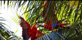 #NICARAGUA Liberan a más de cincuenta aves tras sufrimiento, maltrato y cautiverio