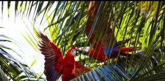 #NICARAGUA Liberan a más de cincuenta aves tras sufrimiento, maltrato y cautiverio