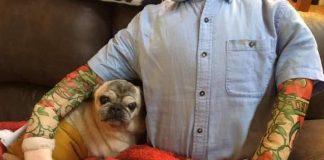 #ESTADOSUNIDOS Perrito anciano se acompaña con maniquí de su humano cuando éste no está