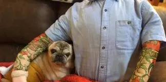 #ESTADOSUNIDOS Perrito anciano se acompaña con maniquí de su humano cuando éste no está