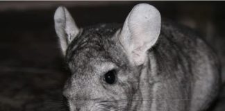 #ATACAMA Minera removerá una colonia de chinchillas en peligro de extinción para explotar oro