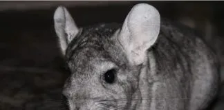 #ATACAMA Minera removerá una colonia de chinchillas en peligro de extinción para explotar oro