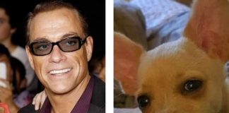 #TENDENCIAS Jean Claude Van Damme salva a perrito de la eutanasia