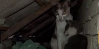 #TENDENCIAS Amor de madre gatuno conmueve en las redes sociales