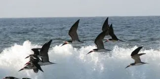 #TENDENCIAS Chile, país único para ver aves y ecosistemas en el mundo