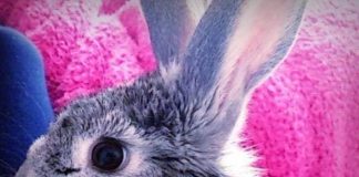 #BOLIVIA La nueva y feliz vida de una pavita, una coneja y un gallo