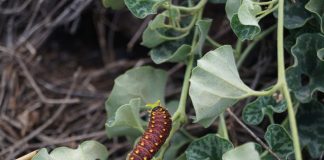 #BIOBIO Expertos de la UCSC y Alemania estudiarán impacto del cambio climático en las plantas y cómo esto repercute en las interacciones con otros organismos