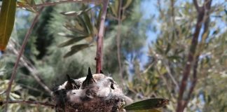 #TENDENCIAS Al salvataje del Picaflor de Arica