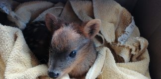 #LOSLAGOS Denuncian desprotección de la fauna en la Isla Grande de Chiloé