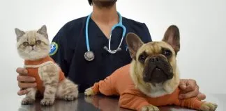 #SALUD Conoce la prenda veterinaria que promete terminar con el estrés del collar isabelino