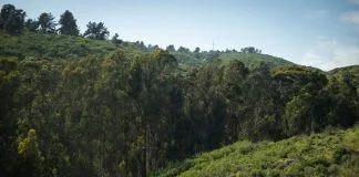 #VALPARAISO La lucha por salvar el Bosque de Reñaca