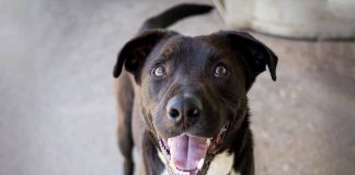 #EPADifunde Salvador, un perrito rescatado en Farellones que hoy busca un hogar