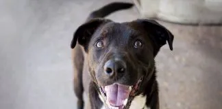 #EPADifunde Salvador, un perrito rescatado en Farellones que hoy busca un hogar