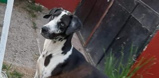 #EPADifunde La historia de Gala, una perrita rescatada de una fábrica que hoy busca un hogar