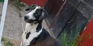 #EPADifunde La historia de Gala, una perrita rescatada de una fábrica que hoy busca un hogar