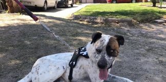 #EPADifunde La historia de Agustín, un perrito que fue atropellado y hoy busca un hogar