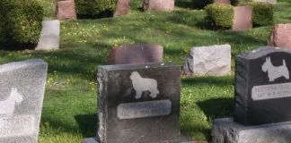 #ARGENTINA Buscan crear el primer cementerio para animales en la ciudad de San Luis