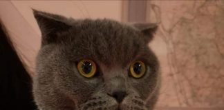 #ESPAÑA Rescatan a elegante felino que había sido robado en plena calle.