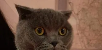#ESPAÑA Rescatan a elegante felino que había sido robado en plena calle.