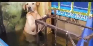 #MUNDO Rescatan a perrito con la mitad de su cuerpo en el agua que se sostenía temerosamente de una estructura