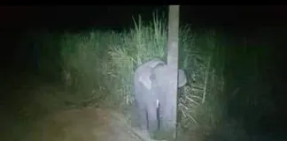 #TAILANDIA Elefante bebé trata de esconderse detrás de un poste luego de haber sido descubierto robando comida