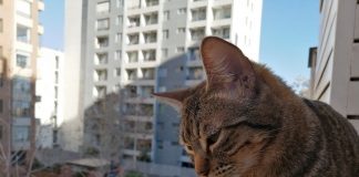 #SANTIAGO La desesperada búsqueda de Coco, un tierno gato de 2 años que se extravío en Nuñoa