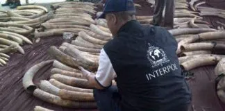 #MUNDO Casi 700 detenidos en una operación contra el tráfico de animales