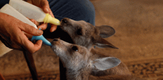 #MUNDO Hospital móvil para animales salvajes heridos recorre calles de Australia