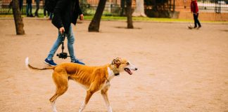 #VALPARAISO Ayúdalos a seguir ayudando, ¡súmate como hogar temporal de Fundación Galgos!