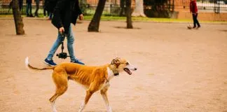 #VALPARAISO Ayúdalos a seguir ayudando, ¡súmate como hogar temporal de Fundación Galgos!