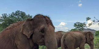 #MUNDO Los felices días de las elefantes en el Santuario de Brasil