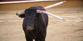 #MUNDO Rechazan considerar a la tauromaquia como parte del patrimonio inmaterial mundial, durante el 2021