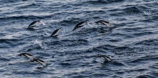 #MUNDO Nuevamente no se llega a acuerdo para la creación de una Área Marina Protegida en la península Antártica