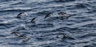 #MUNDO Nuevamente no se llega a acuerdo para la creación de una Área Marina Protegida en la península Antártica