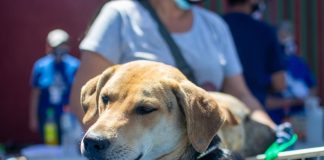 #SANTIAGO 100 animales fueron vacunados y recibieron atención veterinaria básica, gracias a proyecto de Fundación Callejeritos de la Vega