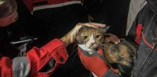 #MUNDO Rescataron a gato, tras permanecer 30 horas entre los escombros dejados por el terremoto en Turquía