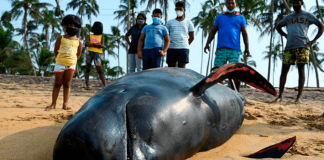 #MUNDO Cientos de voluntarios logran salvar a 120 ballenas piloto varadas en Sri Lanka