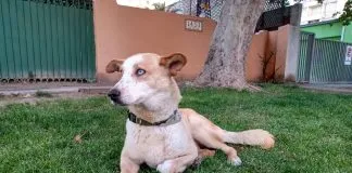 #EPADifunde La historia de Rucito, un tierno perro de 8 años que hoy busca un hogar