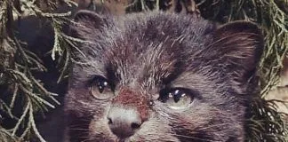 #CAMPAÑAS Piden apoyo para fundación Romahue dedicada a rehabilitar fauna silvestre