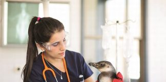 #LOSLAGOS Reabrirán hospital clínico veterinario de la USS