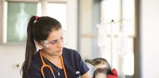 #LOSLAGOS Reabrirán hospital clínico veterinario de la USS