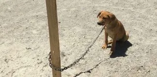 #PUNTOLEGAL Inician investigación tras encontrar a perros amarrados a pleno sol en Chañaral