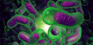 #TENDENCIAS Investigación analiza de manera bibliográfica la bacteria marina en América del Sur y su impacto en la acuicultura