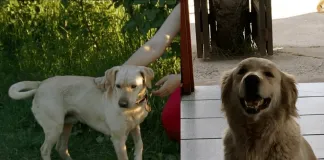 #MIRADANACIONAL Dos casos de maltrato animal impactan en el sur de nuestro país