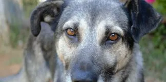 #LOSLAGOS Agrupaciones de Puerto Montt claman por ayuda para alimentar perros abandonados, en el marco de la cuarentena total