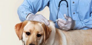 #ANTOFAGASTA Más de 1.000 animales domésticos que viven en zonas fronterizas de la región fueron vacunadas contra la rabia