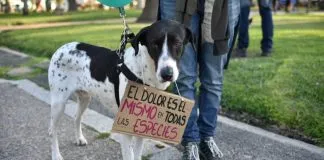 #OpinionesJurídicas Por la protección constitucional de los demás animales
