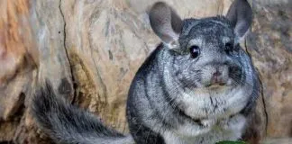 #ATACAMA Dos chinchillas muertas y otra herida deja traslado de estos animales por proyecto minero
