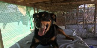 #SANTIAGO 24 canes fueron adoptados durante noviembre en el Refugio Esperanza, de Mirada Animal Chile